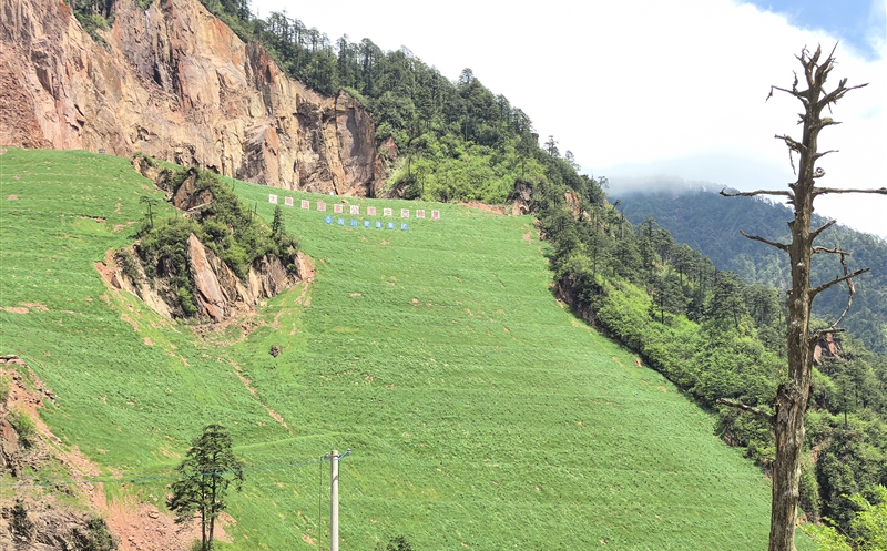 媒体关注丨废弃矿山焕新生 获荥经县感谢信点赞